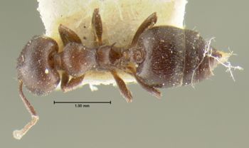 Media type: image; Entomology 22892   Aspect: habitus dorsal view